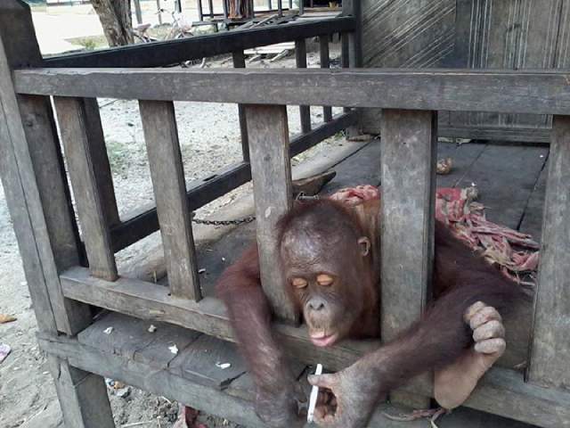 pelanggaran, orangutan merokok_foto budi K3