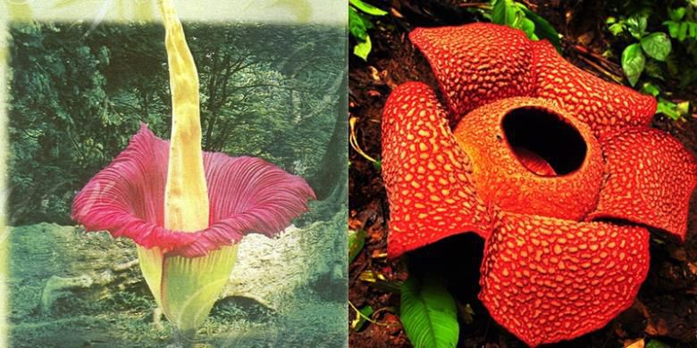 Bunga Bangkai Dan Rafflesia Sering Dianggap Sama Padahal Berbeda Yayasan Palung
