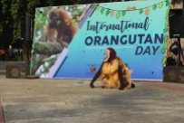International Orangutan Day 2019